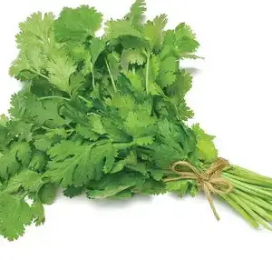 Coriander