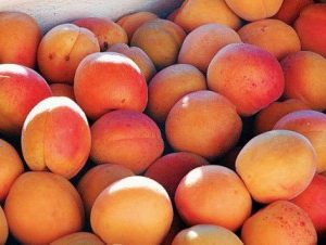 apricots