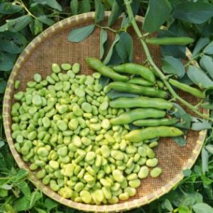 broad beans lose