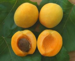 Yellow Apricot